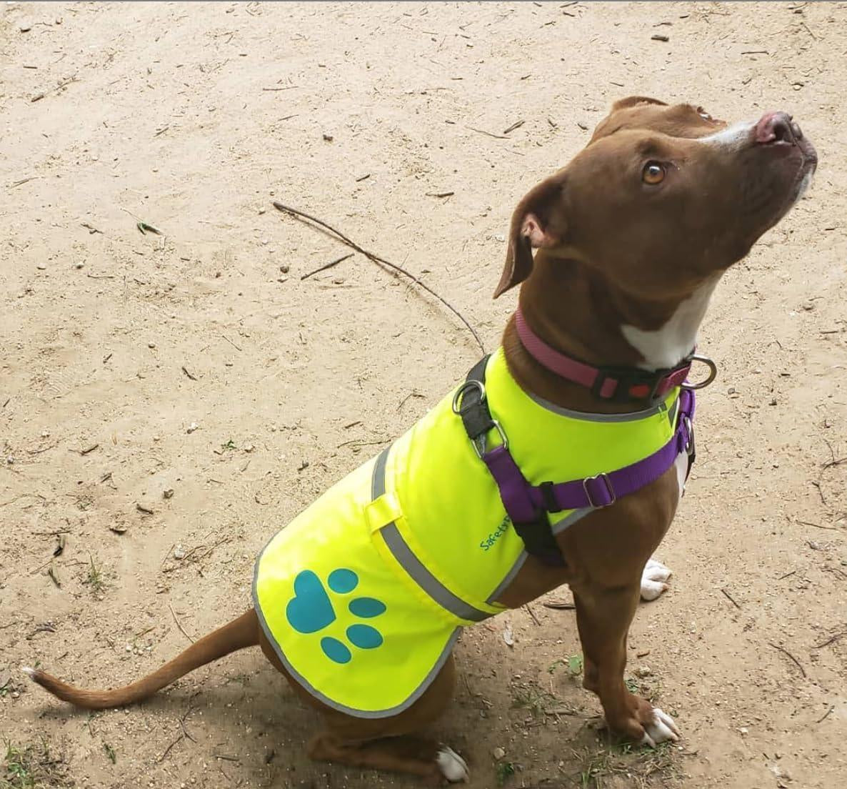Dog Reflective Vest XL Size Neon Yellow Hi Vis Safety Vest Keeps Dogs Visible